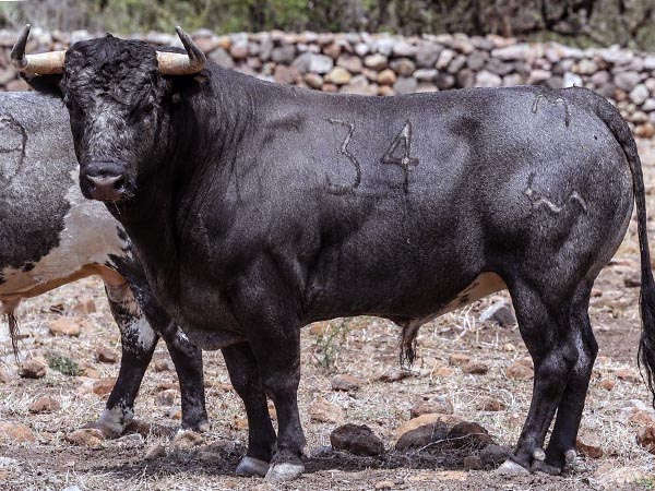 Toro No. 34, 