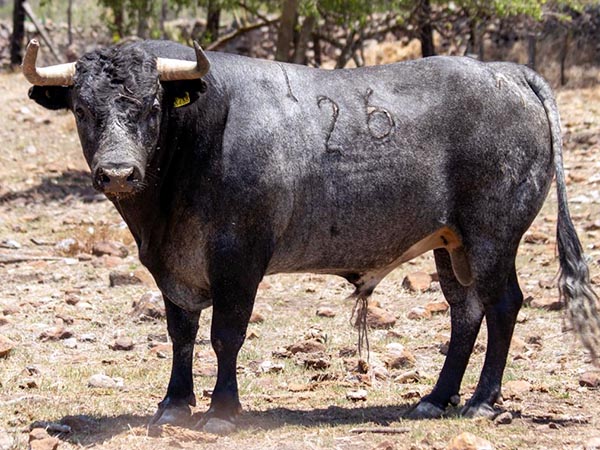 Toro No. 26, 