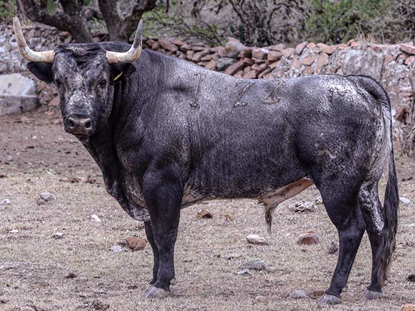 Toro No. 22, 