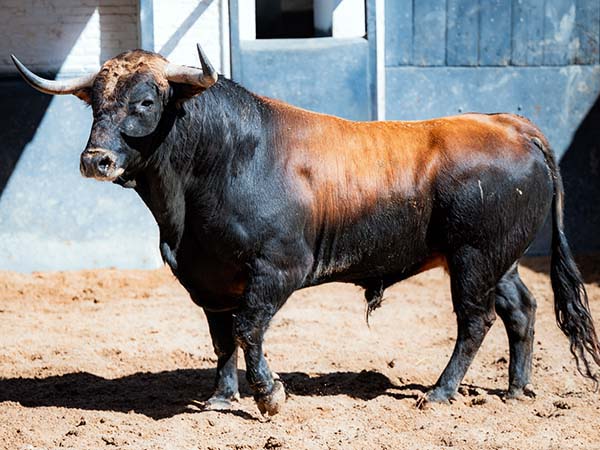 Osornio abre plaza en Madrid con Fortunito