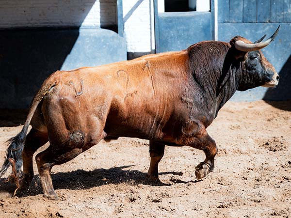 No. 21, Barrenero, con 492 kg.