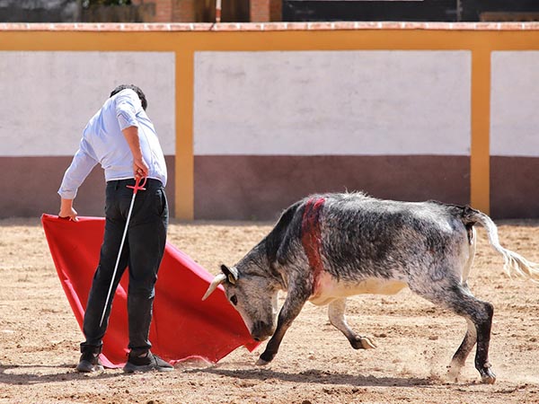 Humillada en la embestida