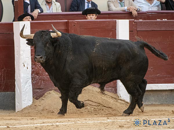 715 kilos que tropezaron en la arena
