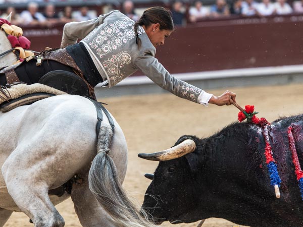 Una rosa en el morrillo