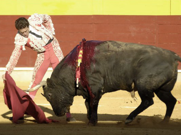 Rob�ndole el muletazo