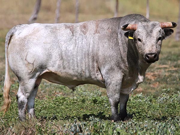 Toro No. 301