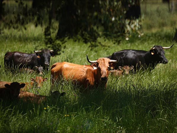 Las primeras cr�as herradas en Salamanca