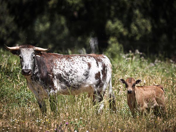 Una vaca muy pintada con su cr�a