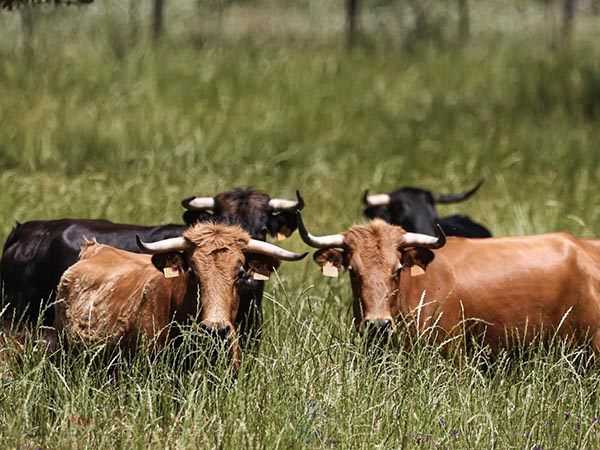Iniciaron con treinta vacas de vientre