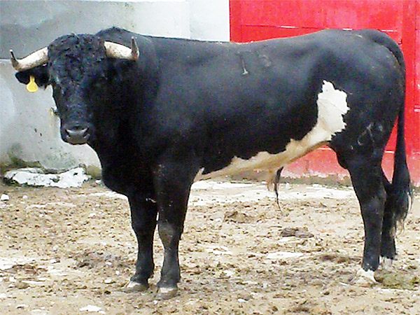 No. 15 (Torre�n de Ca�as)