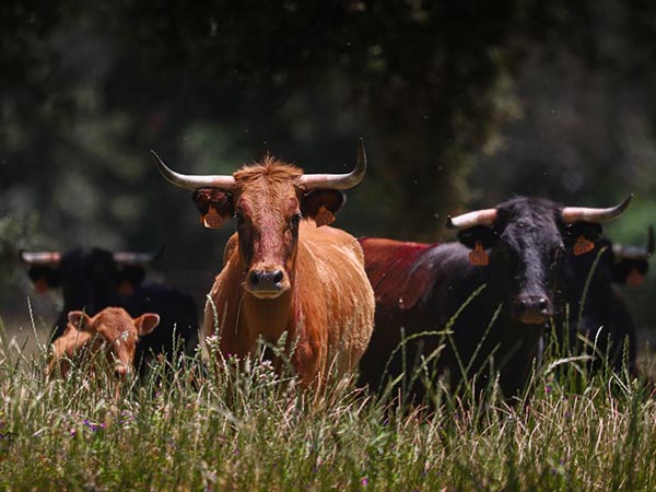 Las vacas de La Ventana del Puerto