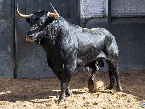 No. 15, Hospede, con 556 kg. (Couto)