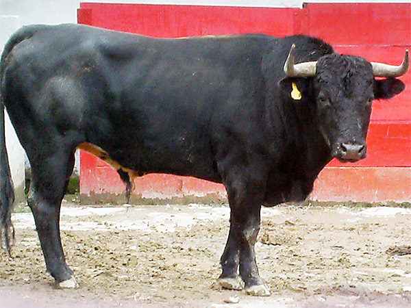 No. 10 (Torre�n de Ca�as)