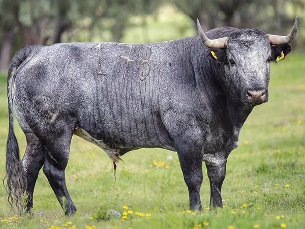 Encierro de Rancho Seco para Cinco Villas