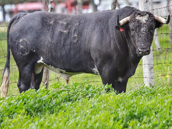 Toro No. 176