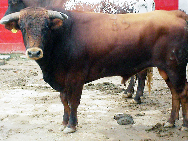 No. 35 (Torre�n de Ca�as)