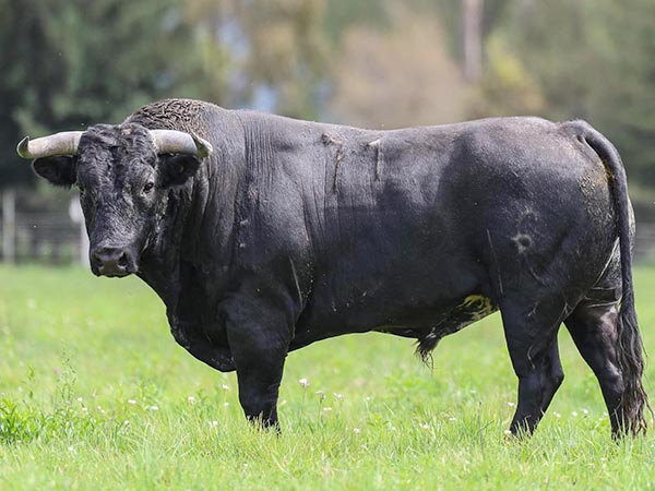Los toros de Real de Saltillo para Xico