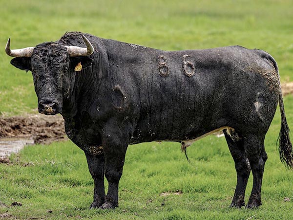 Toro No. 86