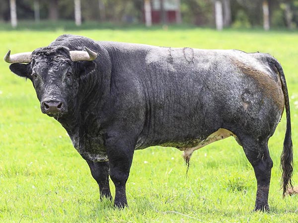 Toro No. 70