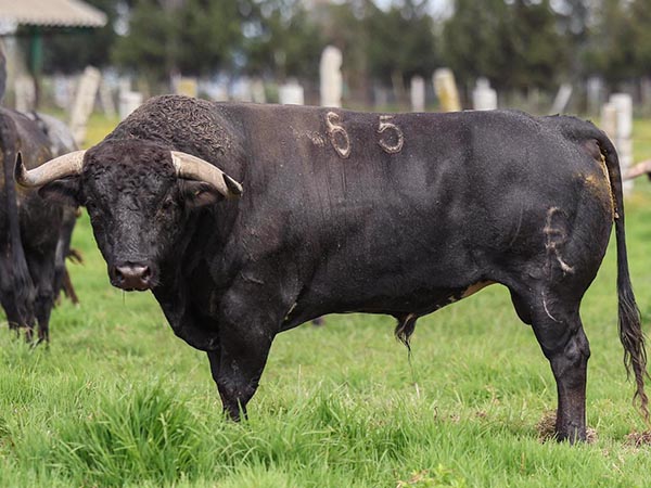 Toro No. 65