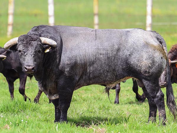 Toro No. 4