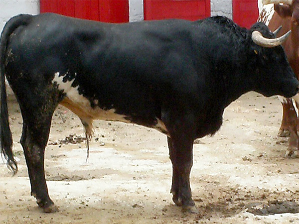 No.39 (Torre�n de Ca�as)