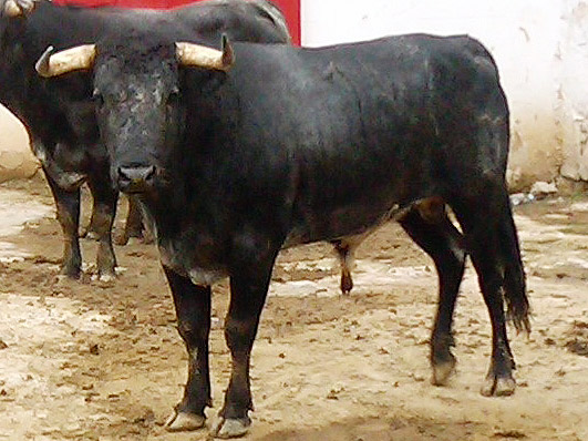 No. 141 (La Concepci�n)