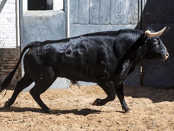 Jairo L&oacute;pez debuta en Madrid con "Umbroso"