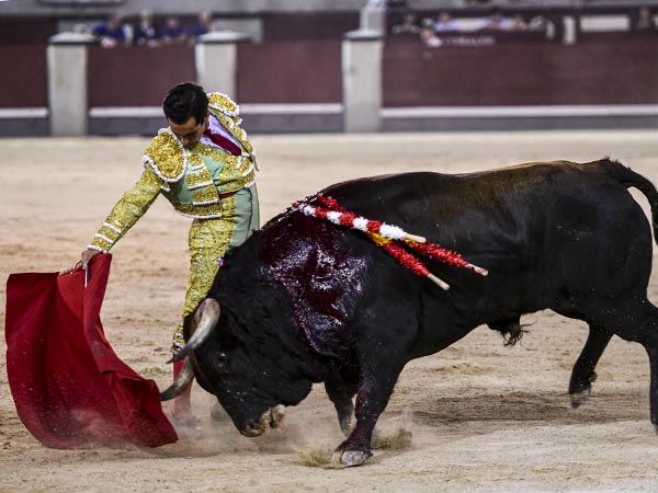 Pit�n derecho