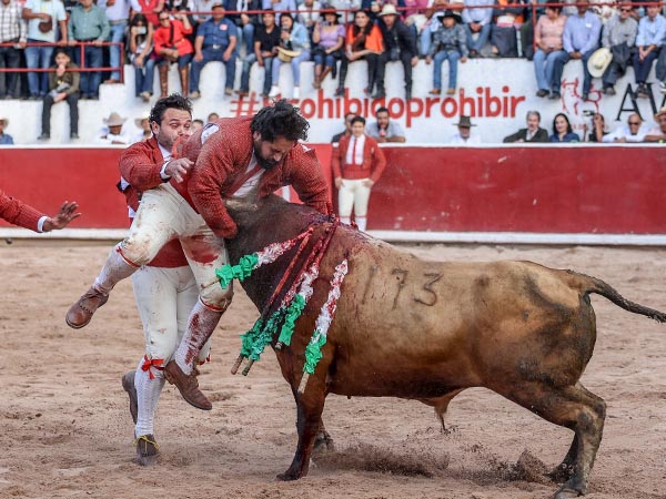 Los forcados de Juriquilla