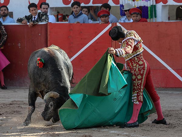 Percal en verde