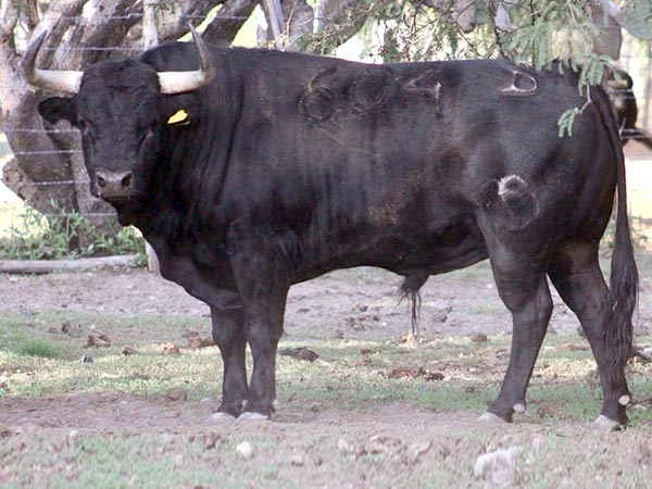 Rese&ntilde;an toros de La Punta para Jes&uacute;s Mar&iacute;a