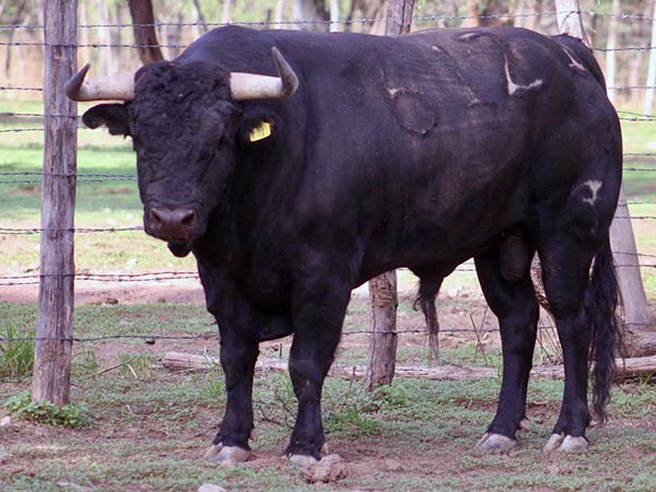 Toro No. 612