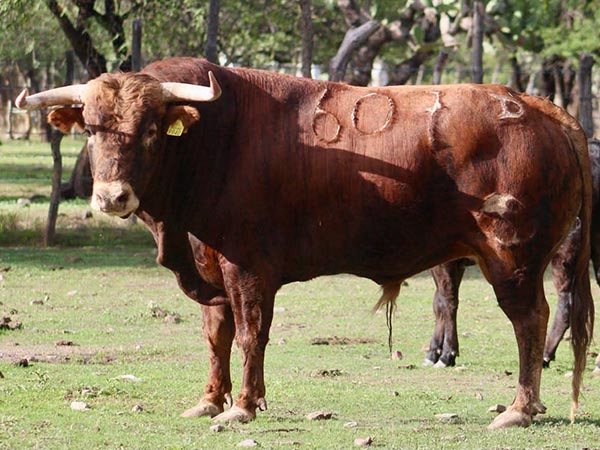 Toro No. 607