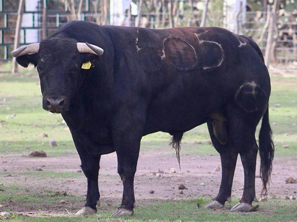 Toro No. 605