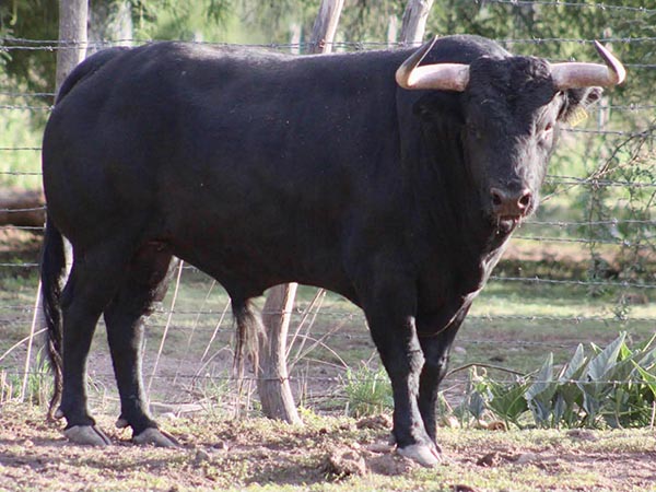 Toro No. n/d