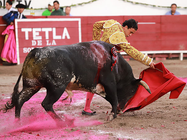 Buen Toro de Boquilla Del Carmen