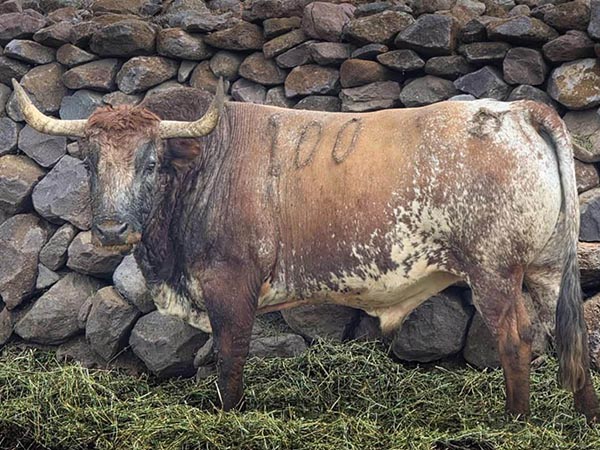 Toro No. 100