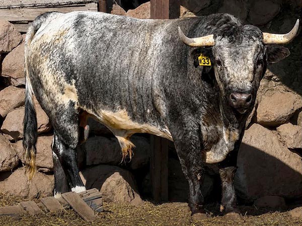 Toro No. 33
