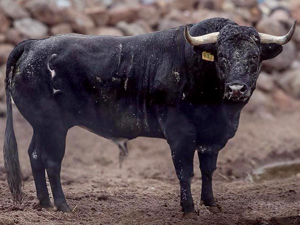 Los toros de La Estancia para Cedral