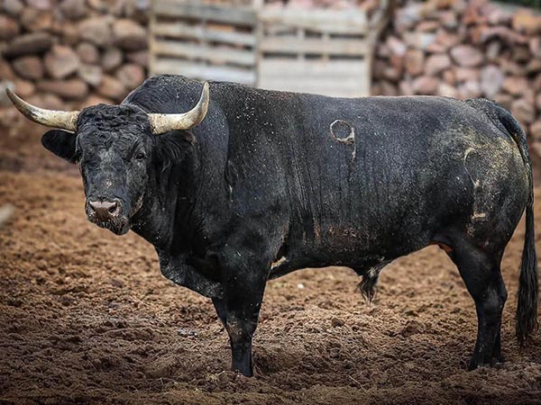 Toro No. 9