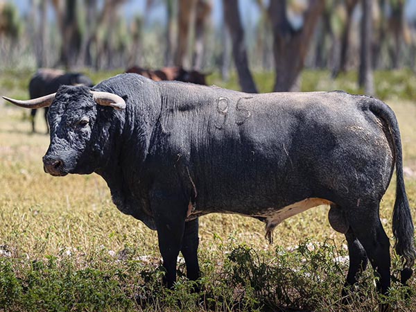 Los toros de Guadiana para Zacatecas