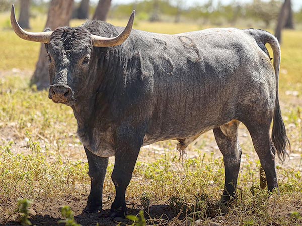 Toro No. 39