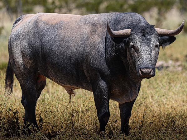 Toro No. 32
