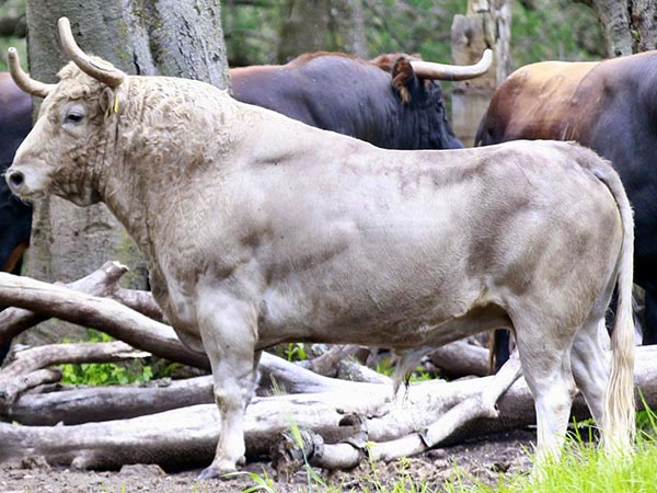 Rese&ntilde;an corrida de El Vergel para San Luis