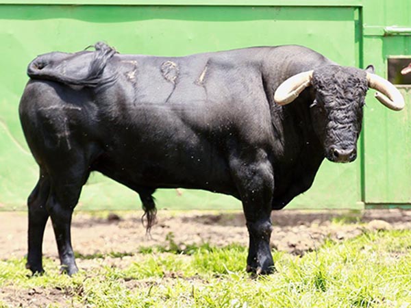 Toro No. 794, 
