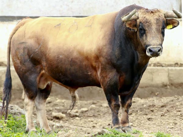 Toro No. 784, 