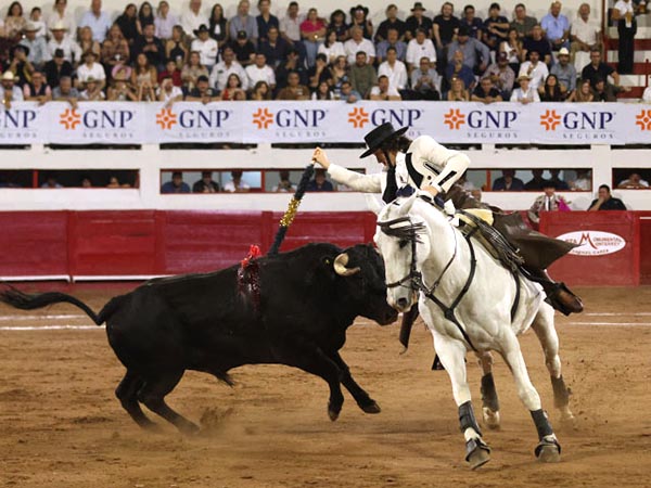 Tordo torero
