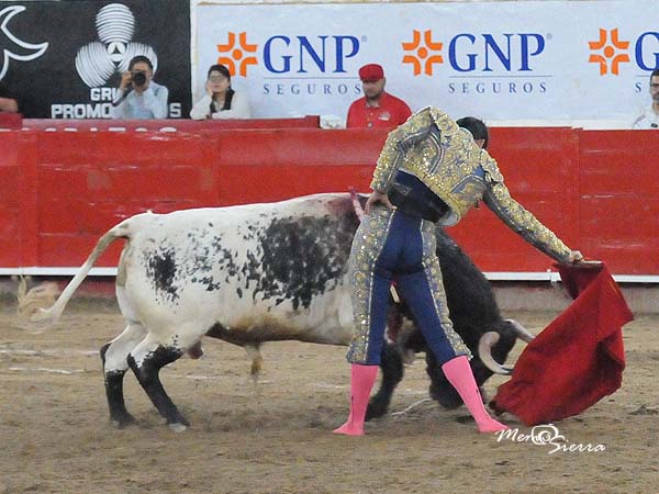 Templando al berrendo