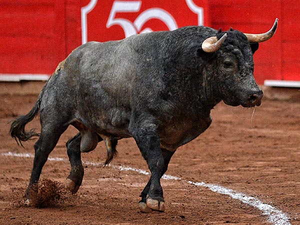 Torrecilla